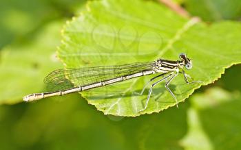 Royalty Free Photo of a Dragonfly on a Leaf