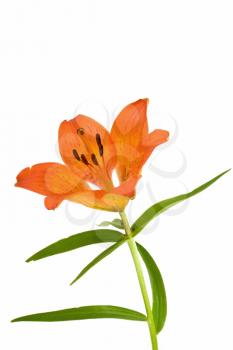 Royalty Free Photo of an Orange Lily
