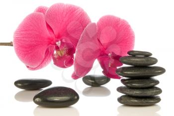 Royalty Free Photo of Pink Orchids and Stones