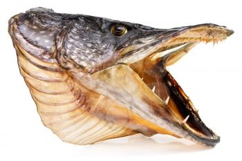Royalty Free Photo of a Pike Fish Head