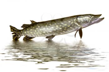 Royalty Free Photo of a Pike