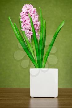 Royalty Free Photo of a Pink Hyacinth