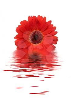 Royalty Free Photo of a Gerbera Daisy in Water