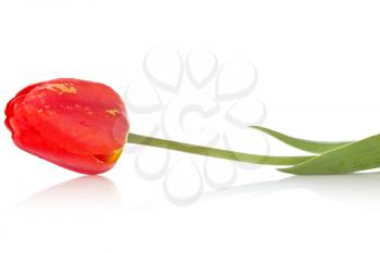 Royalty Free Photo of a Red Tulip
