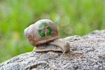 Royalty Free Photo of a Snail on a Stone