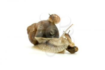 Royalty Free Photo of Snails