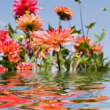 Royalty Free Photo of Flowers in Water