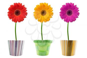 Royalty Free Photo of Pots of Flowers