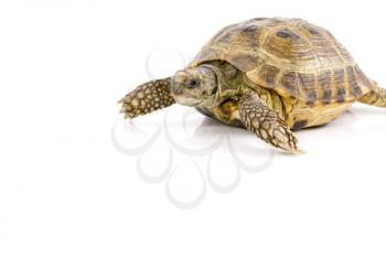 Royalty Free Photo of a Tortoise