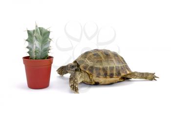 Royalty Free Photo of a Turtle and a Cactus
