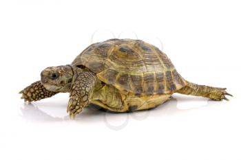 Royalty Free Photo of a Turtle
