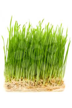 Royalty Free Photo of Grass Sprouts