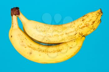 Bunch of yellow organic bananas on a blue background