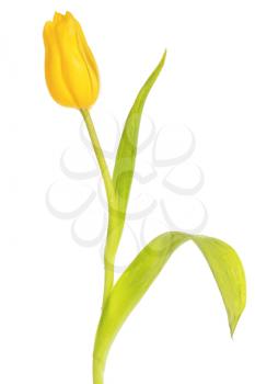 Beautiful yellow tulip, isolated on white background