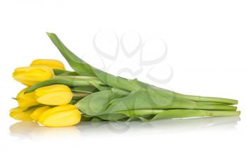 Bunch of yellow tulips with reflection on the white background