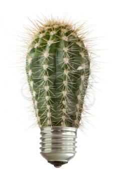 Green spiky cactus growing out of a bulb. Isolated on white background