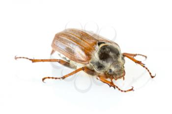cockchafer, also called may bug or spring beetle 