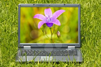 Laptop computer with beautiful flower  on screen 