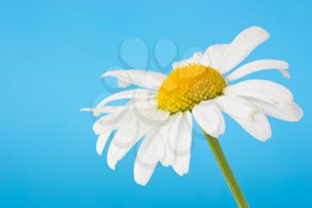 daisy flower  isolated over a  blue background