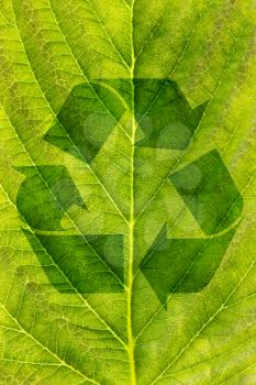 ecological recycling concept.  recycle symbol on green leaf texture