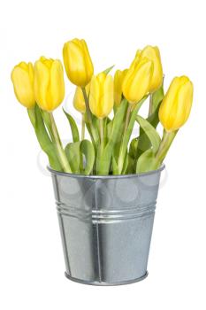 Full bucket of yellow tulips. Isolated on white background