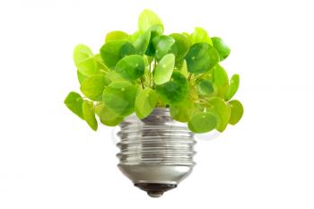ecological concept. green plant growing out of a bulb, isolated on white background