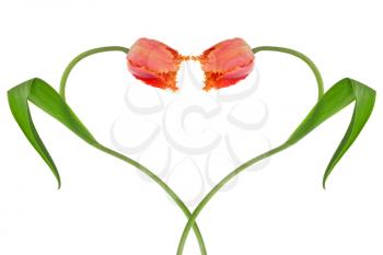 Heart from two tulips, isolated  on a white background 