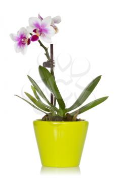 Little orchid in a green pot, isolated on a white background