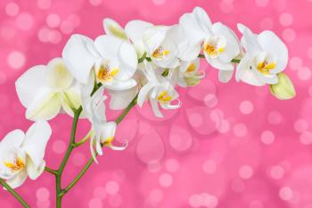 White beautiful orchid on the pink background