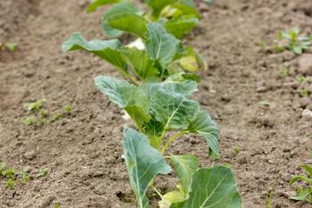 Agriculture and gardening. Garden with organically growing cabbages