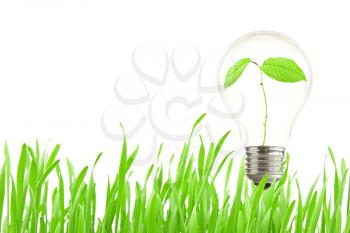 Green eco energy concept, plant growing inside the light bulb 