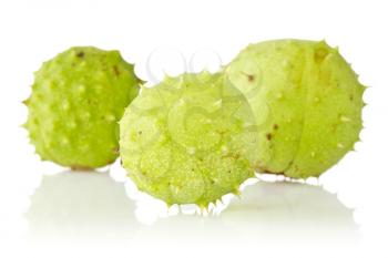 Three green chestnuts over a white background