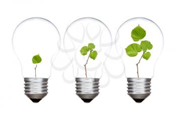 Three light bulbs with green plants inside. Isolated on white background