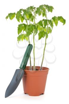 pot with tomato plants and garden shovel on white background