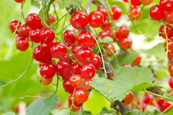 Ripe red currants hanging from bush ready for harvest