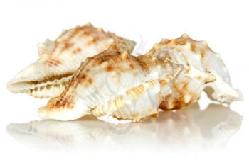 Sea shells with reflection on white background