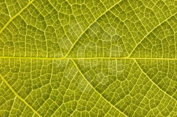Abstract green leaf texture, can be used for background 