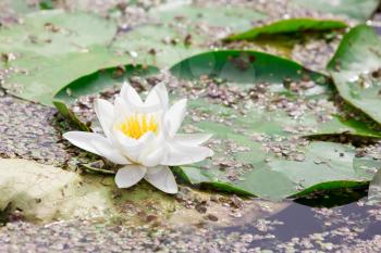 White  lotus blossom  in a natural  pond