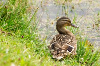 Wild duck  in a grass beside the pond