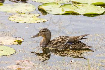 Wild duck  mallard swim in a pond