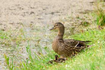 Wild duck with ducklings sitting beside pond