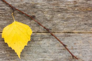 Autumn design, branch with yellow leaf on the wooden background