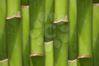 Green bamboo background 