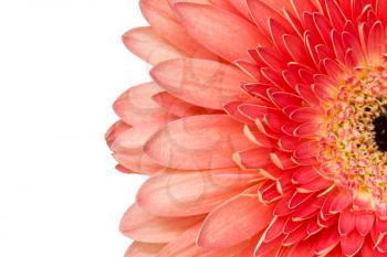 Red  gerbera blossom with copy-space  white background 