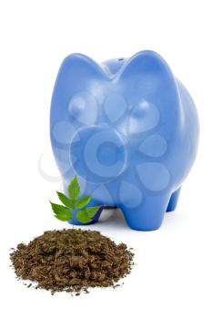 Royalty Free Photo of Piggy Bank With a Seedling in Soil