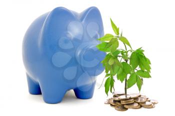Royalty Free Photo of a Piggy Bank and Sapling in Soil