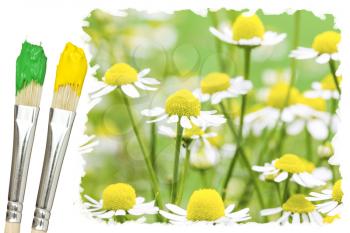 Two  paint brushes and summer meadow with daisies