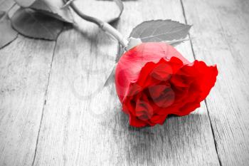 Red rose on the old wooden  floor