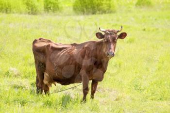 Cow grazing on a lovely green pasture 