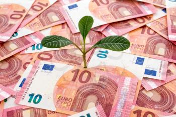 Tree growing from many ten euro bills